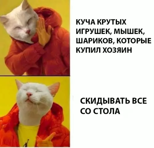 Смешная картинка №288874 Кошки