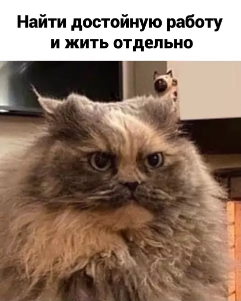 продолжение Смешная картинка №565776 Oпять вcё нe тaк