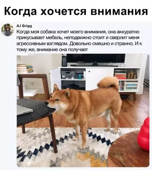 Смешная картинка №338685 собаки