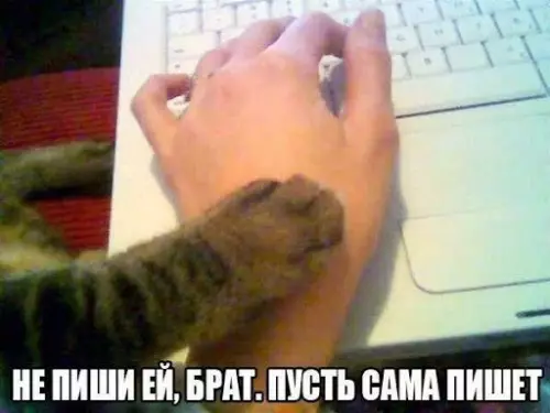 Смешная картинка №719125 Котики плохого не посоветуют  коты