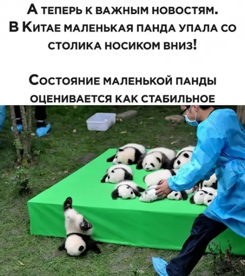 Смешная картинка №477271 Китай, животные