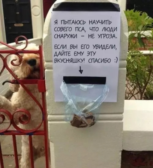 Смешная картинка №391688 Путь к сердцу собакена прокладывается вкусняшками