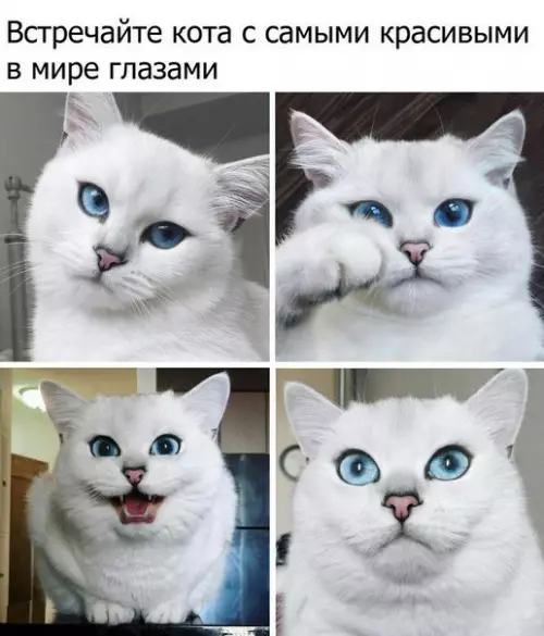 Смешная картинка №242096