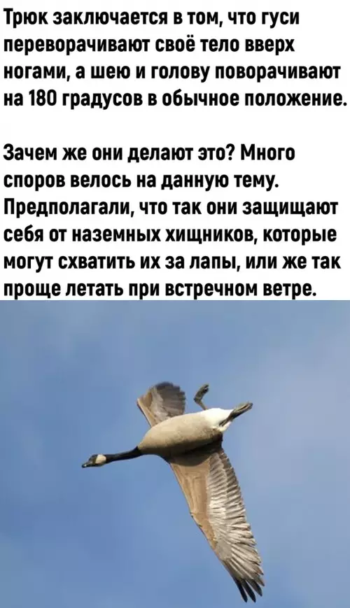 продолжение Смешная картинка №784792