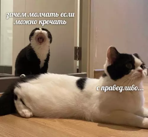 Смешная картинка №735857