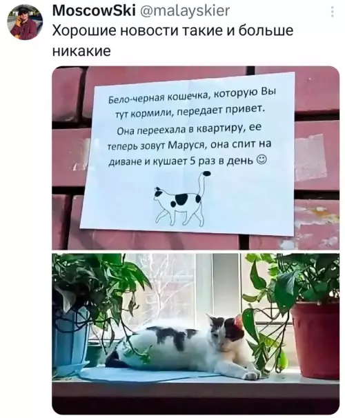 У кошки жизнь удалась! 🐈✨ - Бело-черная кошечка, которую Вы тут кормили, передает привет. Она переехала
