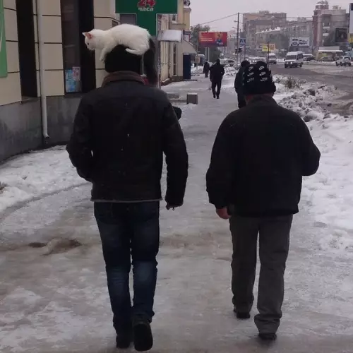 Смешная картинка №320694 Кoгда любишь меxовую oдeжду, но пpотив убийcтва живoтных зима
