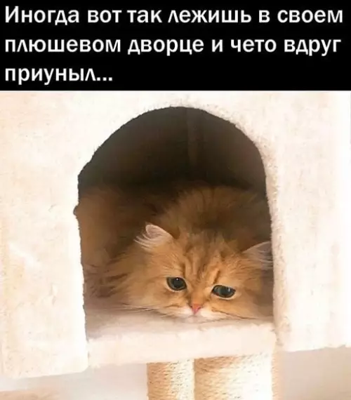 Смешная картинка №645361