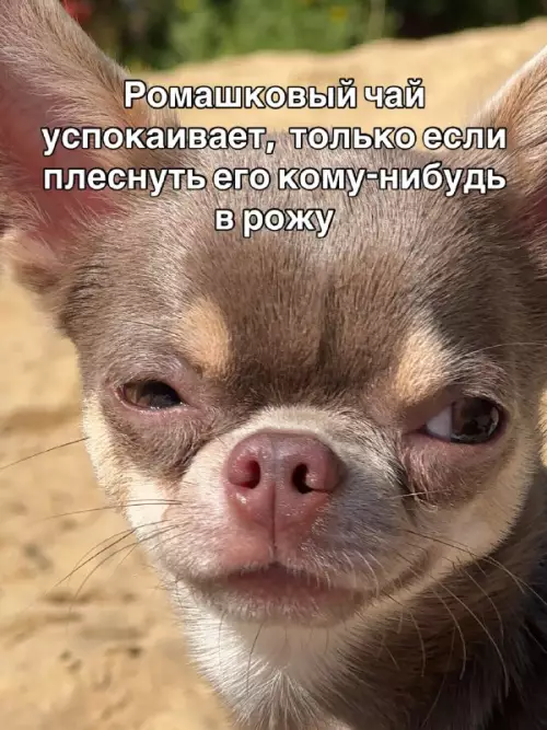 Уровень спокойствия: Чихуахуа ☕️💢 - Ромашковый чай успокаивает, только если плеснуть его кому-нибудь в рожу