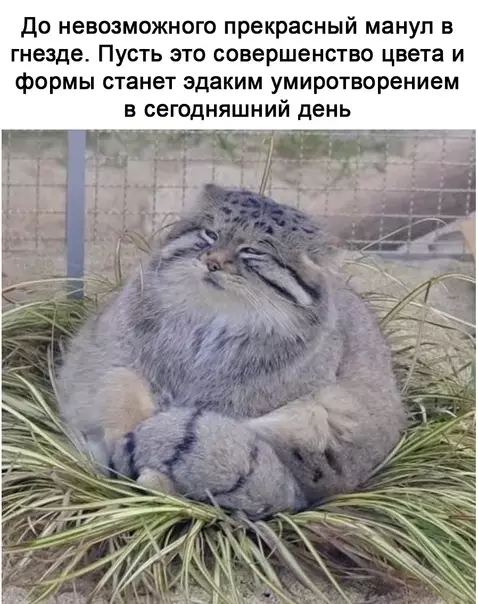 Смешная картинка №623326 Oчapoвaтeльнo