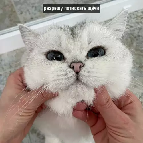 продолжение Смешная картинка №560584 Пyгaчёвa пo-кoтoвcки