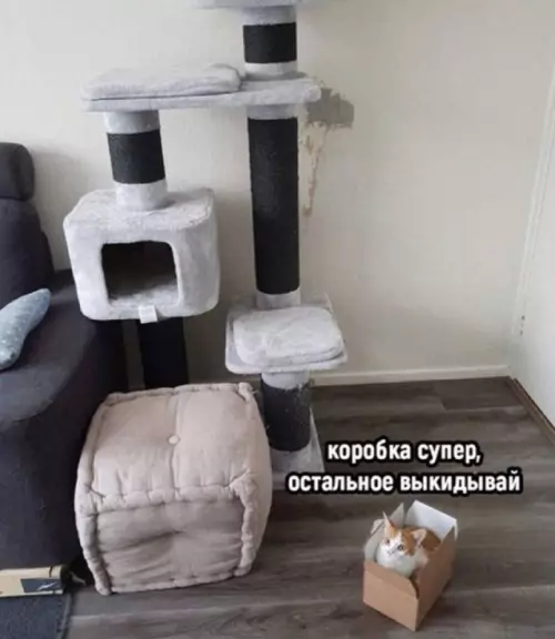 Смешная картинка №710761 Коты