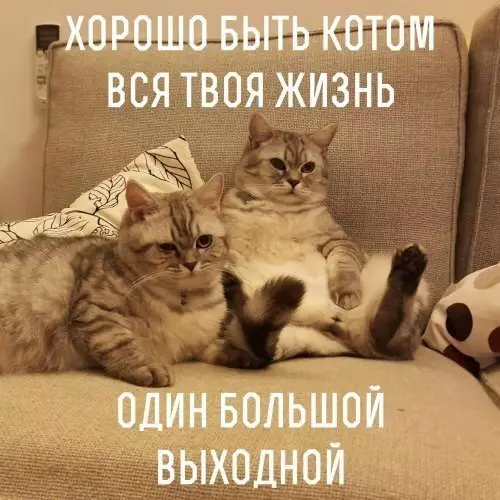 Смешная картинка №251289