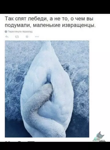 Смешная картинка №336362
