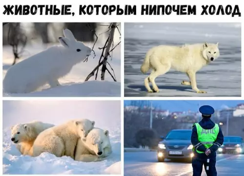 Смешная картинка №217766