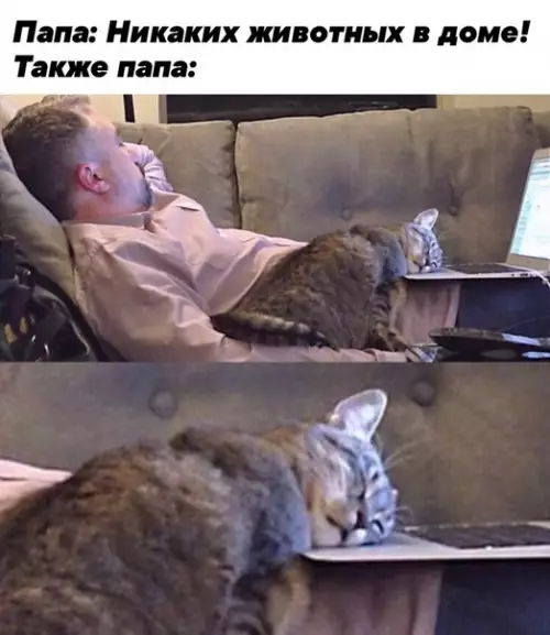 Смешная картинка №477282 Потому что котики растопят любое сердечко