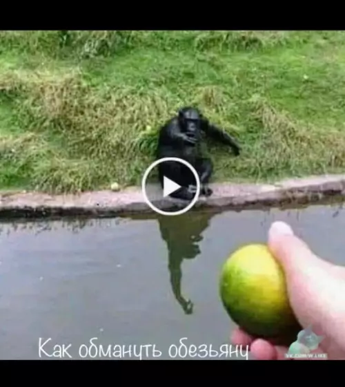 Смешная картинка №329078