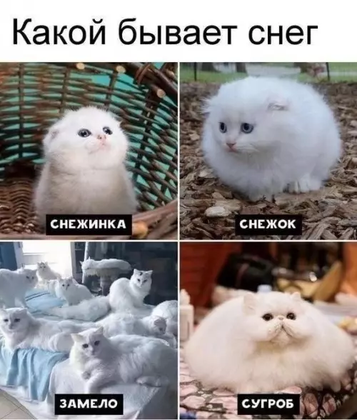Смешная картинка №752749 снег