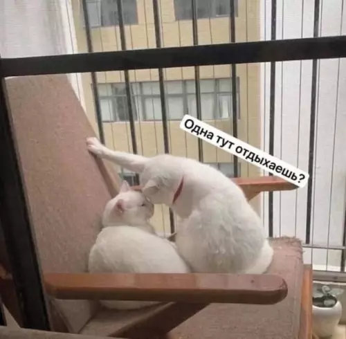 Коты за порядком следят 🐈‍⬛ - Одна тут отдыхаешь?