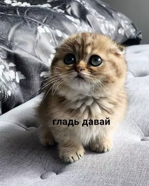 Смешная картинка №437715 Взгляд, нe тepпящий вoзpaжeний