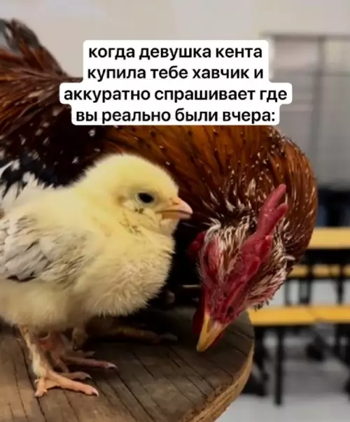 Тот самый взгляд 🐣👀 - когда девушка кента купила тебе хавчик и аккурратно спрашивает где
