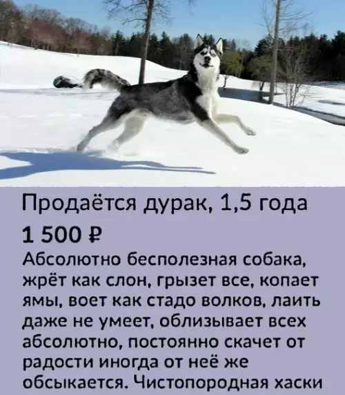 Смешная картинка №429304 Я бы точно купил