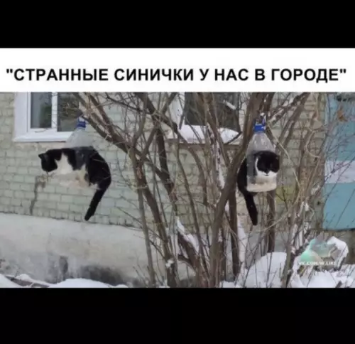 Смешная картинка №333976 кошки