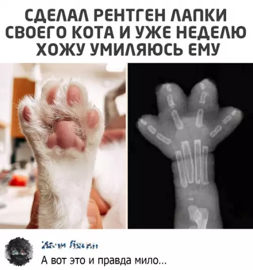 Смешная картинка №577733 коты