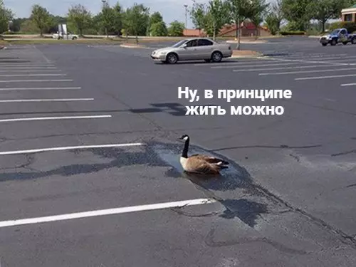 Смешная картинка №190742 Я и моя зона комфорта