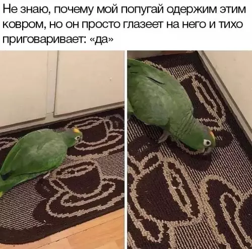 Смешная картинка №676135 Попугаи