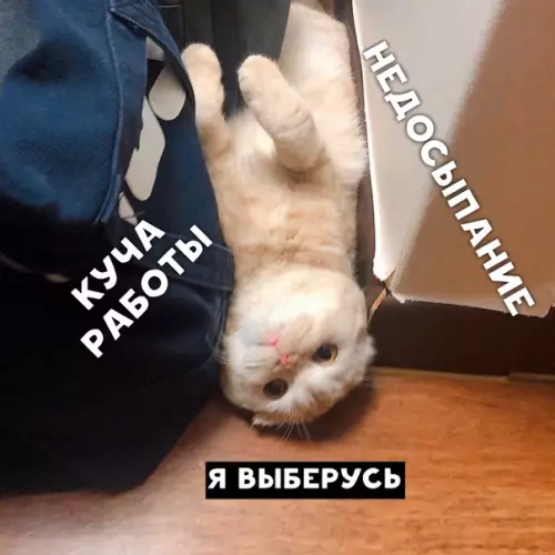 Смешная картинка №393276 Бесконечная война, в которой я проигрываю