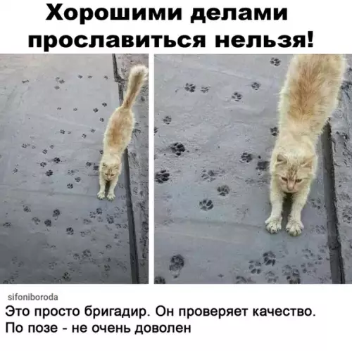 Смешная картинка №506307 без отпечатков котолап - никуда. кошки