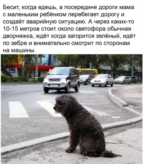 Смешная картинка №490463 иногда даже животные поступают мудрее чем люди