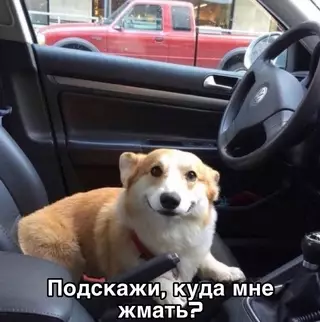 Смешная картинка №690795 Когда она купила права, и ты решил посадить ее за руль: