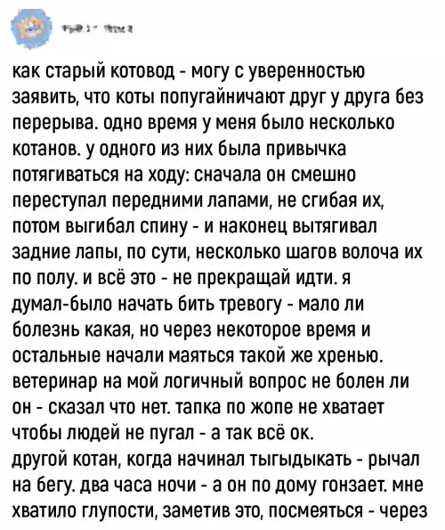 продолжение Смешная картинка №697597 Коты