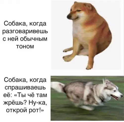 Твоя собака — настоящий шпион! 😂🐕 - Собака, когда разговаривешь с ней обычным тоном Собака, когда спрашиваешь