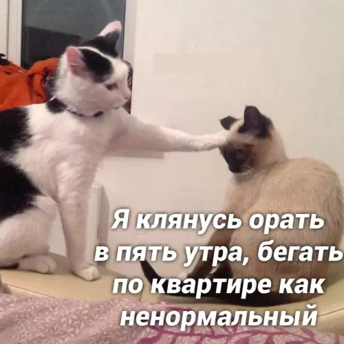 продолжение Смешная картинка №657992 коты