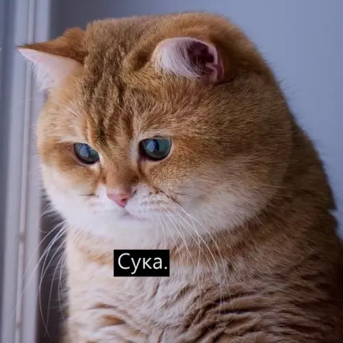 продолжение Смешная картинка №762911