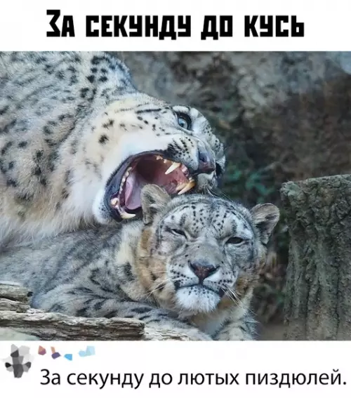 Смешная картинка №393040