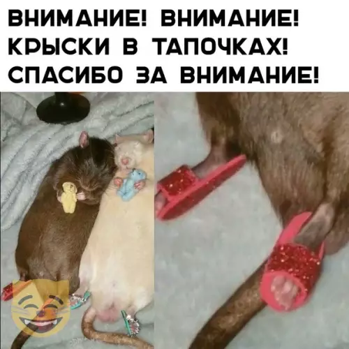 Смешная картинка №377964 #приколы #картинки #мемы ?