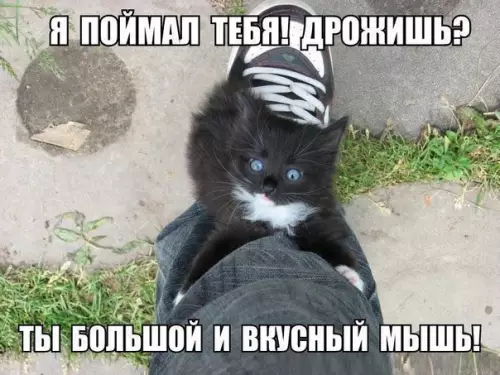 Смешная картинка №288302