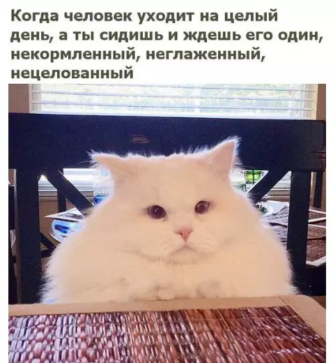 Смешная картинка №212723 коты