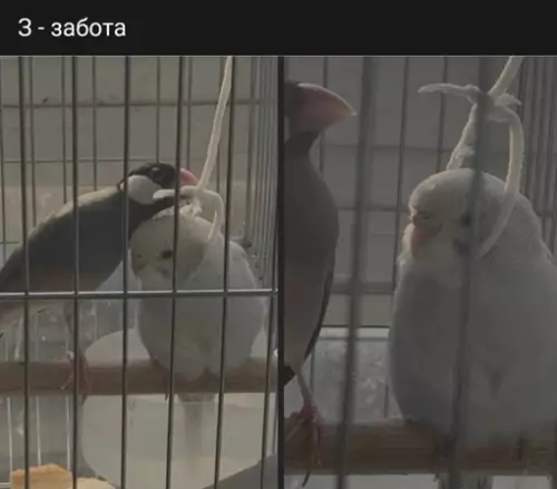 Смешная картинка №638210