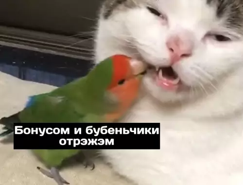 продолжение Смешная картинка №689397