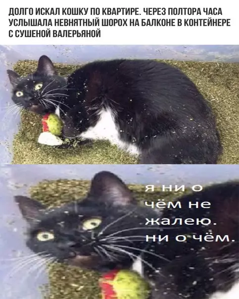 Смешная картинка №218014