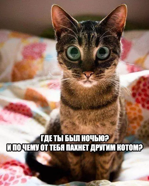 Смешная картинка №196051 коты
