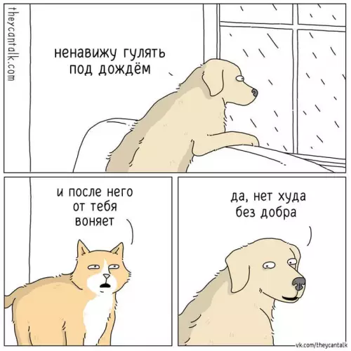 Смешная картинка №694638 Животные 