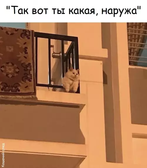 Кошачий фейл на балконе