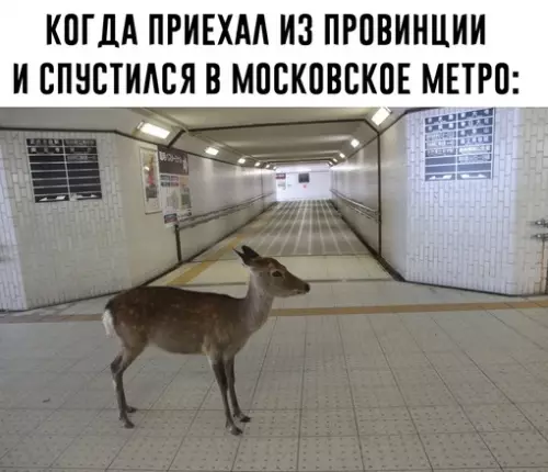 Смешная картинка №710156