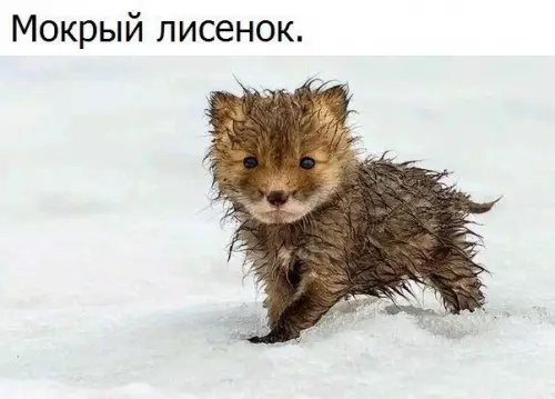 Смешная картинка №235675